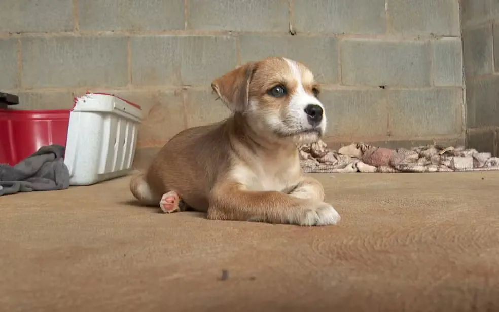 Governo do Piauí sanciona lei de proteção a cães e gatos