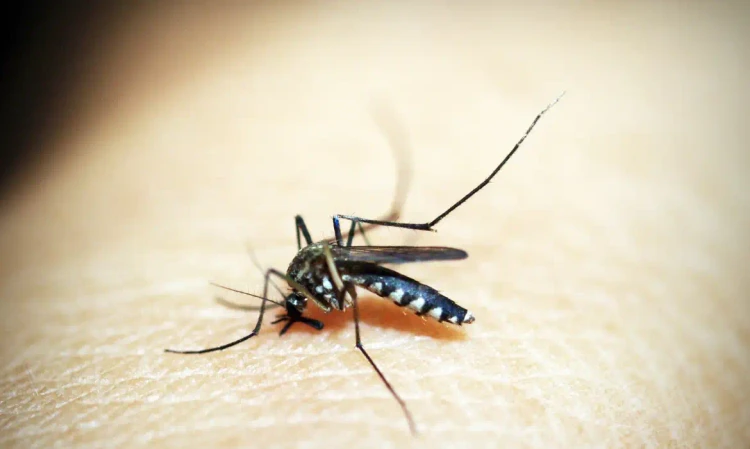 Doença é transmitida pela picada da fêmea do mosquito Aedes aegypti | Reprodução