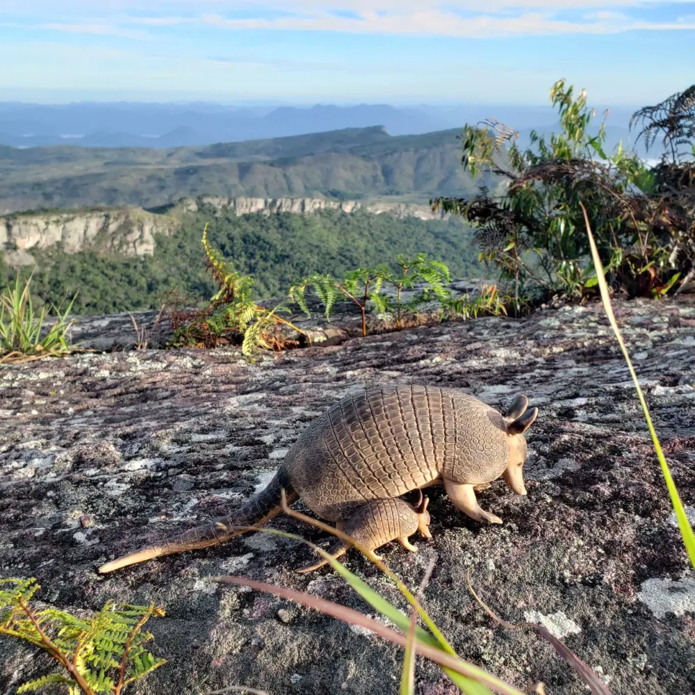 Piauí institui programa para fortalecer a proteção, gestão e conservação da fauna silvestre
