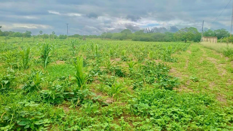 Semarh avalia os impactos da Seca Verde em 19 municípios piauienses