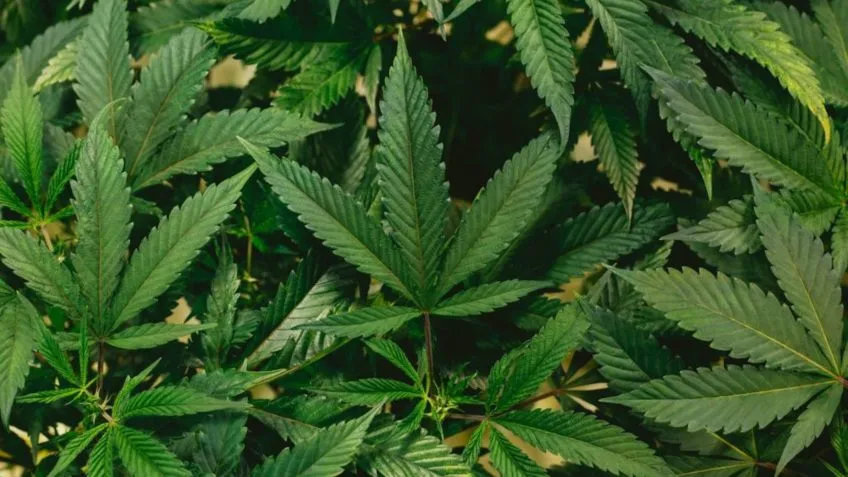 2,8 milhões de brasileiros usam maconha de forma recreativa