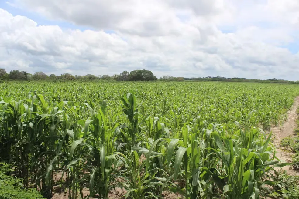 Piauí tem déficit de 50% no volume de chuvas e 'seca verde' ameaça produção agrícola