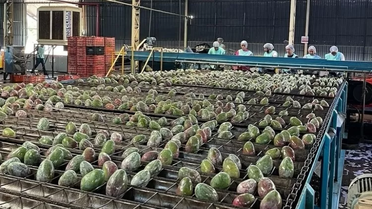 Polo de frutas do São Francisco cita 'colapso' com tarifaço e apela a Lula