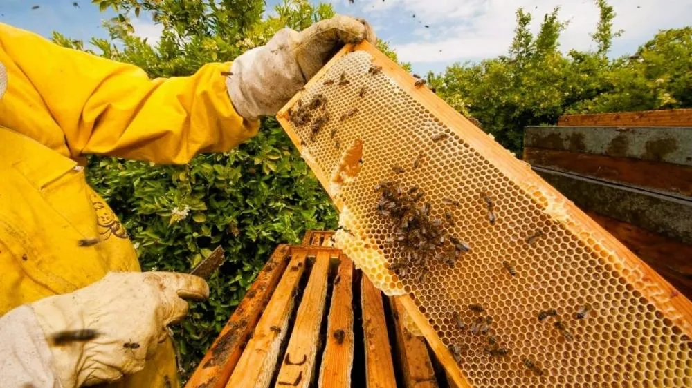 Tarifa dos EUA ameaça exportação de mel piauiense, e produtores correm atrás de novos mercados