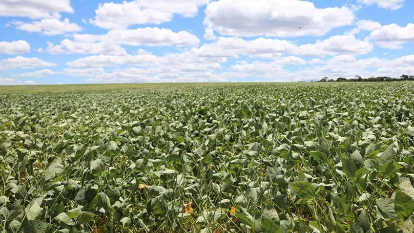 Bactéria da Caatinga vira insumo para proteger plantações da seca