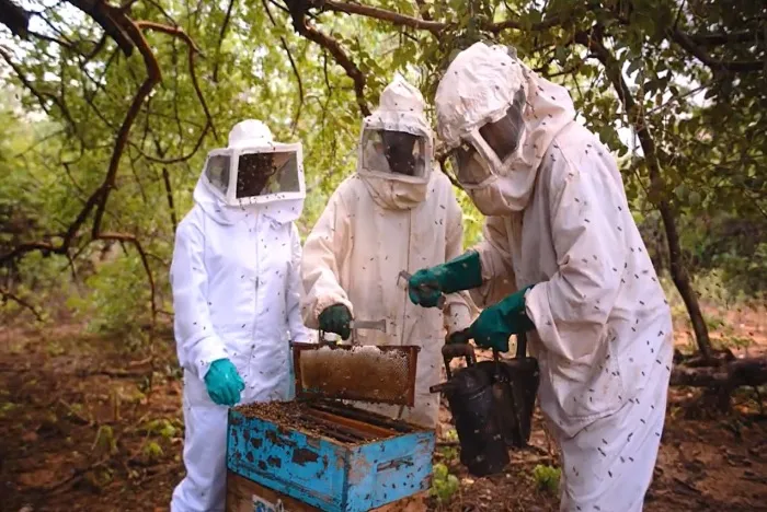 Com tarifaço e grave seca, produtores de mel do PI preveem perdas acima de 50%