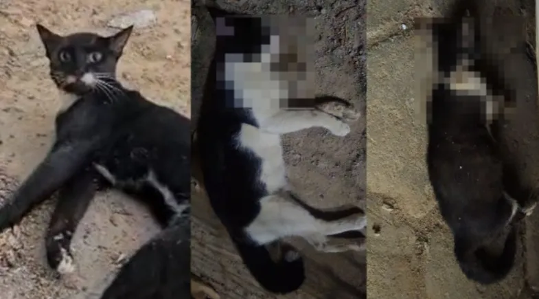 Imagens mostram animais mortos e agonizando | Foto: Reprodução