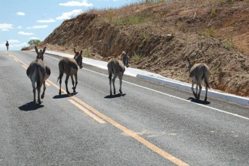 Alepi aprova política de prevenção a acidentes envolvendo animais nas rodovias