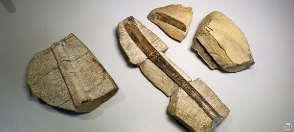 Piauí registra pela primeira vez fósseis de pterossauros