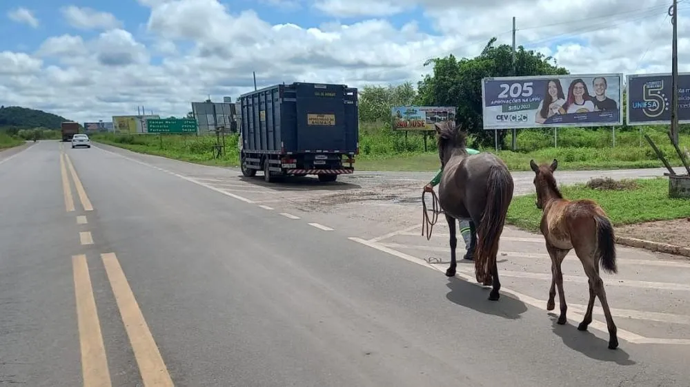 Nova lei fixa multas para donos de animais soltos nas estradas do Piauí