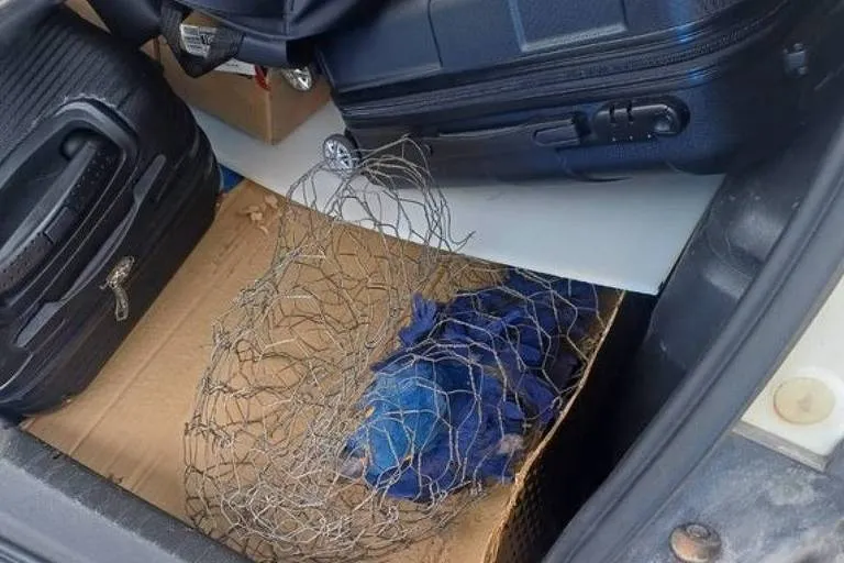 Arara-azul amarrada em arame é encontrada em porta-malas e morre no Piauí