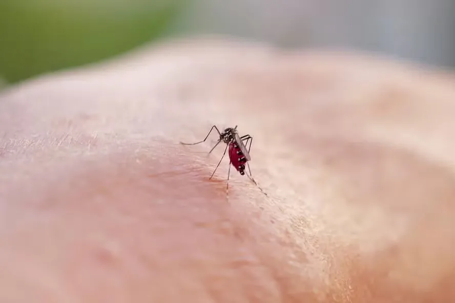 Brasil fecha 2025 com 1,66 mi de casos e 1.793 mortes por dengue