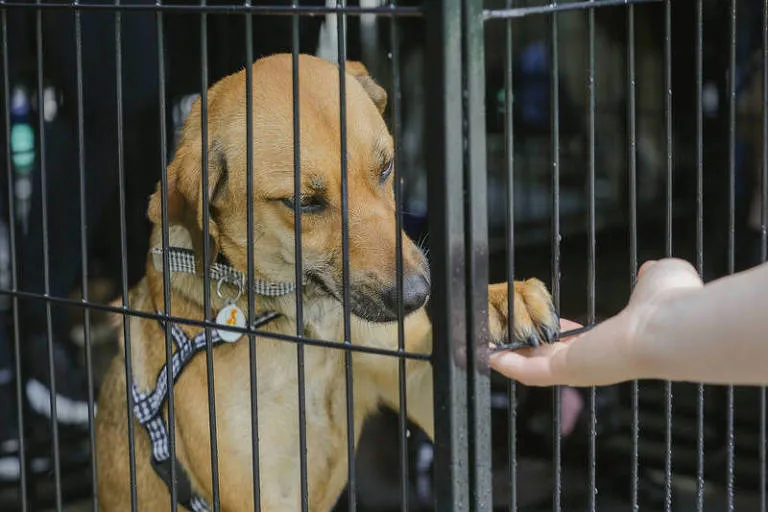 Mais de 20 ONGs lançam carta para pressionar políticos sobre proteção animal