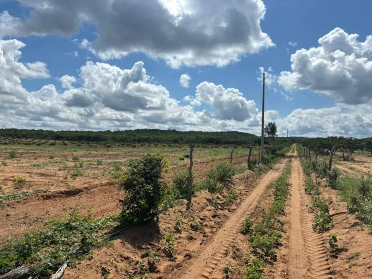 Operação Caatinga Resiste autua mais de 10 mil hectares de desmatamento ilegal em nove estados