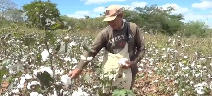 Algodão agroecológico de São Raimundo Nonato conquista mercado internacional e chega à Europa