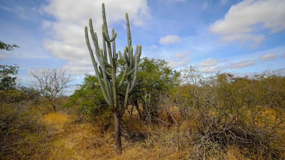 Política de recuperação da Caatinga entra em vigor
