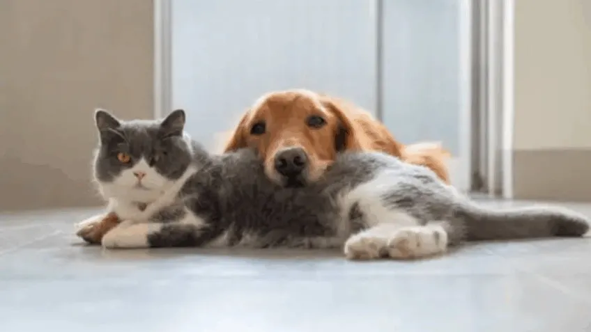 Comissão aprova política de vacinação gratuita de animais