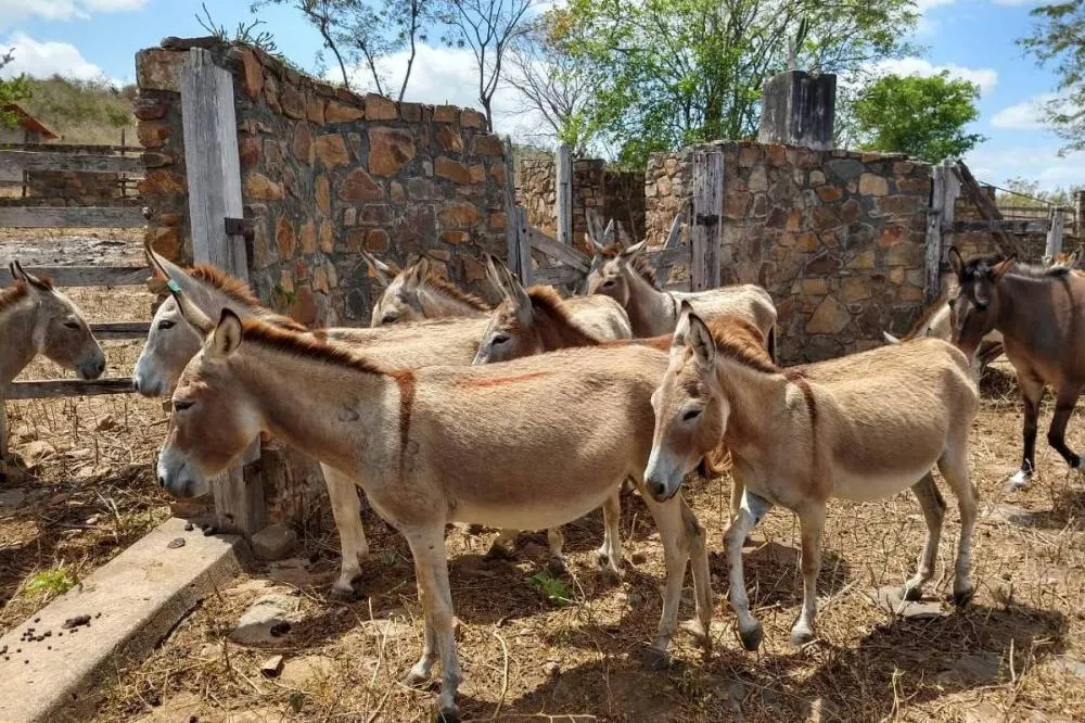 Projeto proíbe abate de jumentos por causa do risco de extinção
