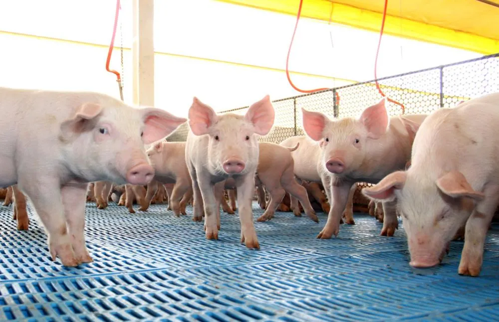 Decreto prorroga emergência zoossanitária em todo o Piauí por mais 180 dias