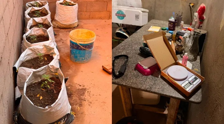 Mudas de maconha são encontradas e adolescente é apreendido por tráfico em São Raimundo Nonato