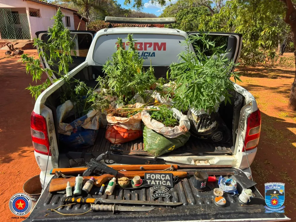 Operação da PM apreende plantação de maconha e armas na zona rural de São Raimundo Nonato