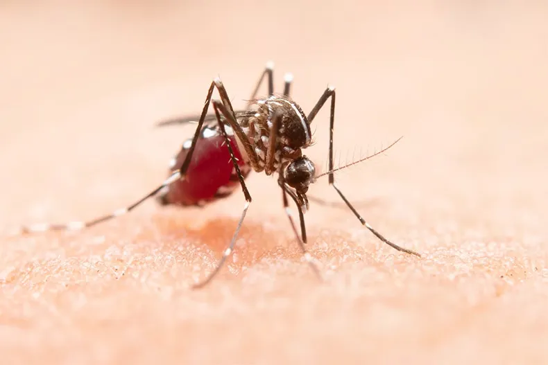São Raimundo Nonato registra 860 casos prováveis de dengue e uma morte confirmada em 2026