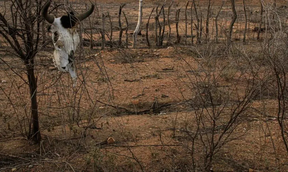 Piauí chega a 59 cidades com situação de emergência federal